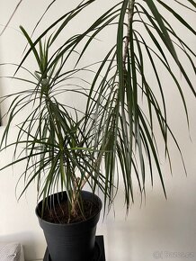 Dracena marginata - pokojové rostliny - 4