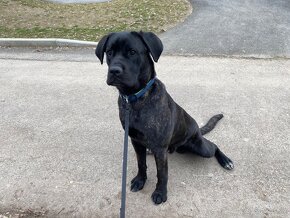 Cane Corso 1,5 roku starý,hodný,naučen na děti a na doma - 4