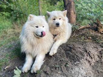 Samojed štěně holka - 4