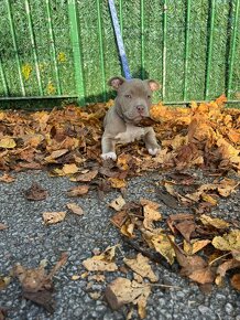 Stenata American bully s papíry kc registr - 4