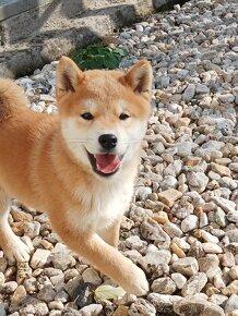 Shiba inu psík s PP - 4