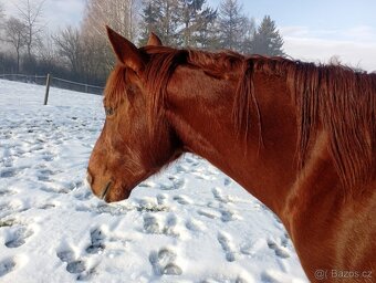 Kobylka Quarter horse kvh 148cm - 4