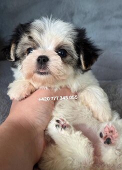 Maltipoo Morkie, 2,5 měsíce CHAPO fenka - 4