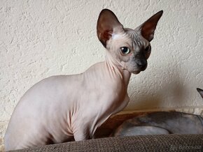 Sphynx - 4