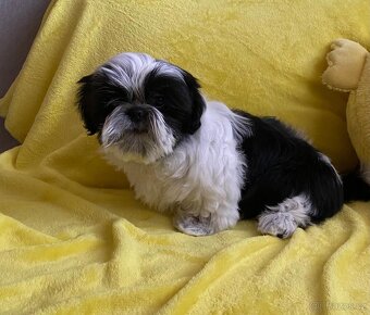 Štěňátko Shih-tzu - 4