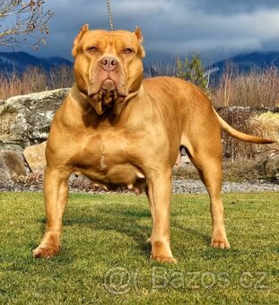 American bully xl - 4