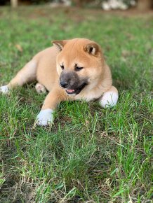 Shiba inu - 4