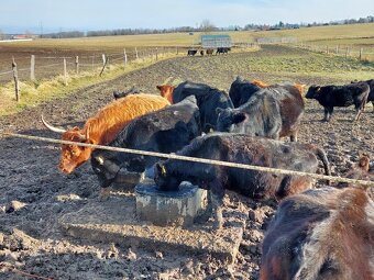 Prodám Aberdeen Angus, Highland a Dexter - 4