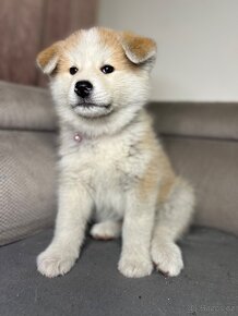 Fenka Akita Inu - 4