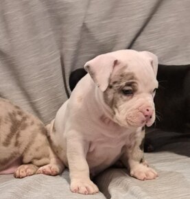 American Bully - 4