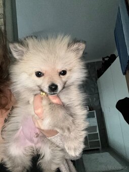 Pomeranian mini - 4