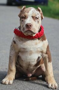 American Bully XL / XXL s PP - 4