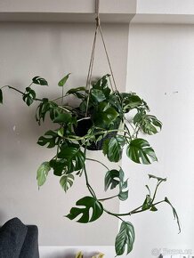 Krásná MONSTERA i se závěsným květináčem. - 4