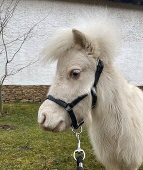 Minihorse klisna - 4