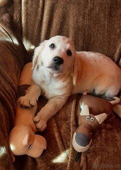 Zlatý retrívr, golden retriever - štenata - 4