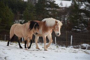 Charakterný pony žrebec - 4