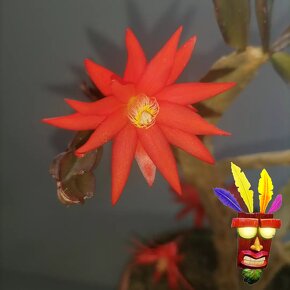 Vánoční kaktus - Schlumbergera (Řízky) - 4