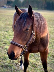 Klisna american quarter horse - 4