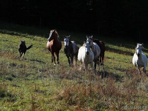 Aktivní (ne)pony sympaťák - 4