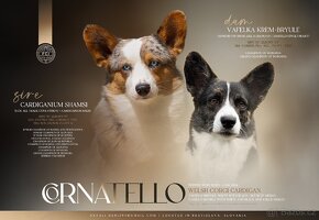 Welsh corgi cardigan. - 4