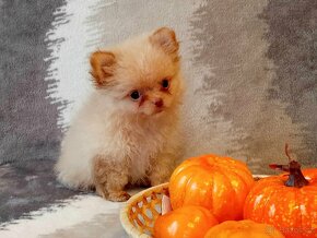 Kouzelný Pejsek - NŠ/Pomeranian - Bez PP - Cream - 4