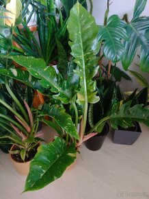 Philodendron narrow right of fire - XXL - 4