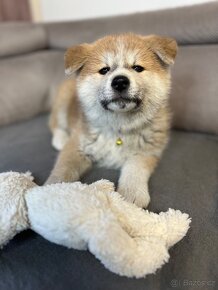 Akita Inu fenka - 4