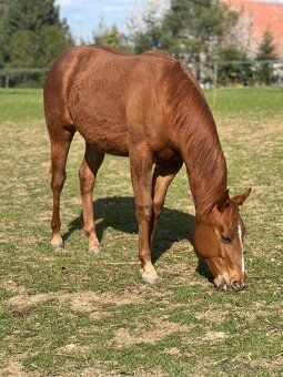 Charakterní kobylka QH - 4
