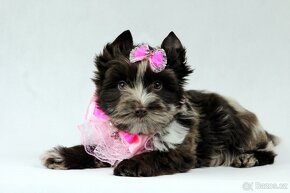 yorkshire terrier s PP - 4