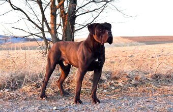 Cane corso černý krycí pes - 4