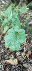 Líska turecká (Corylus colurna) - 4