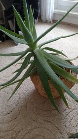 ALOE - 4