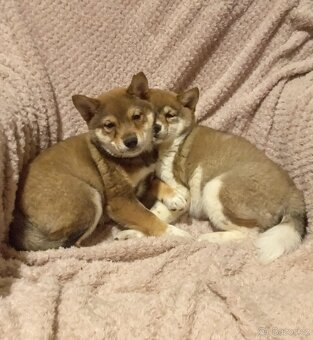 Shiba inu, fenečky a pejsek bez PP. - 4