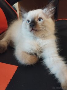 Ragdoll kocourci - 4