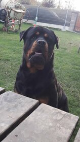 Rotvajler -Rottweiler - 4