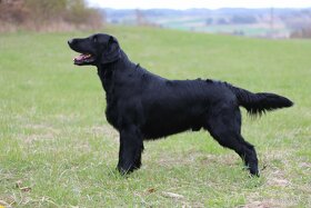 Flat Coated Retriever - chovný pes ke krytí - 4