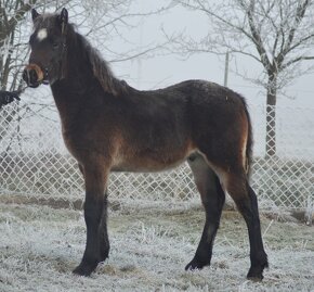 Welsh cob - 4