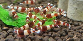 Krevetky Caridina - 4