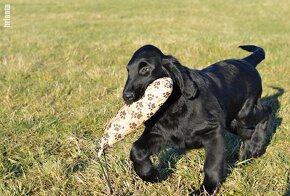 Flat Coated Retriever - pejsek s PP - 4