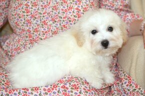 Štěňátka coton de tulear s PP - 4