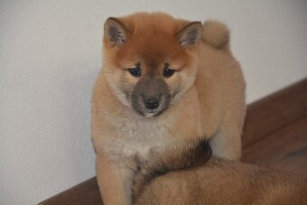 Shiba inu s průkazem původu - 4