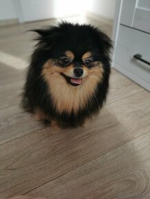 Pomeranian fenečka - černá s pálením - 4