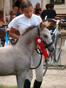 Letošní hřebeček Welsh Pony, sekce B k prodeji - 4