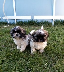 Shih-tzu, sicu, shi-tzu - 4