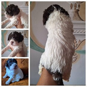 Lagotto romagnolo štěňata - fenky - 4