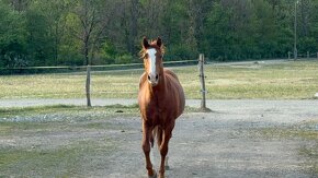 Čtyřletý Quarter horse valach - 4