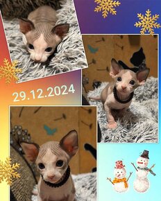 Kanadský sphynx koťátka k rezervaci - testována FeLV / FIV - 4