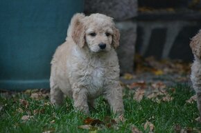 Goldendoodle F1b - 4