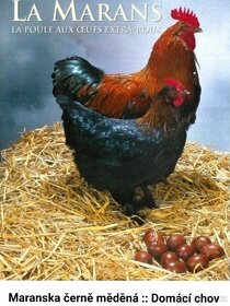 Násadová vejce a kuřátka Maranska - 4