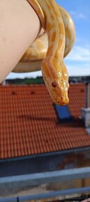 Krajta tmavá (Python molurus albino) - 4